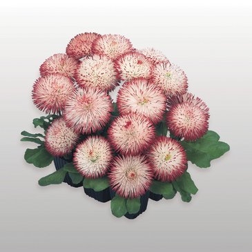Маргаритка многолетняя (Bellis perennis)