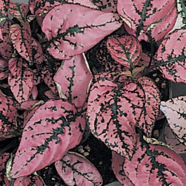 Гипоэстес листоколосниковый (Hypoestes phyllostachya)