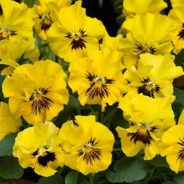 Виола виттрока махровая (Viola wittrockiana)