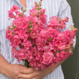 Львиный зев (Антирринум) махровый (Antirrhinum majus)