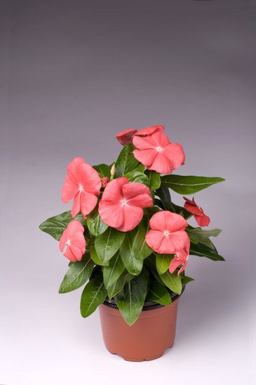 Катарантус розовый (Vinca rosea)