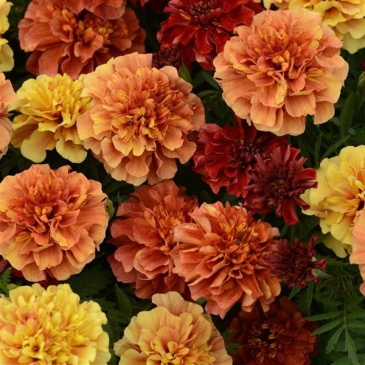 Бархатцы отклоненные (Tagetes patula)