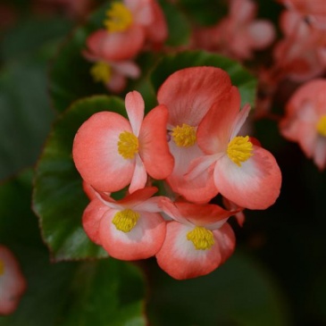 Бегония гибридная (зеленая листва) (Begonia hybrida)