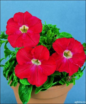 Петуния крупноцветковая (Petunia grandiflora)