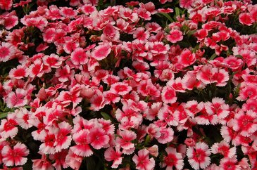 Гвоздика гибридная (Dianthus interspecific)