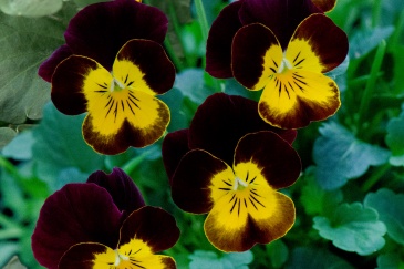 Виола рогатая (Viola cornuta)