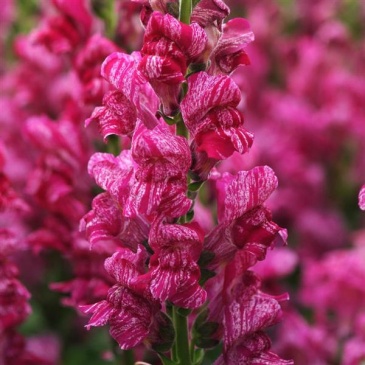 Львиный зев (Антирринум) большой (Antirrhinum majus)