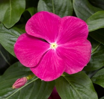 Катарантус розовый ампельный (Vinca rosea)