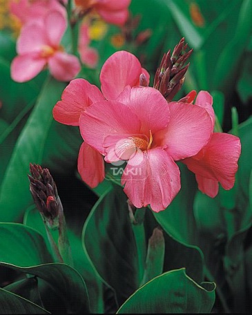 Канна садовая (Canna generalis)