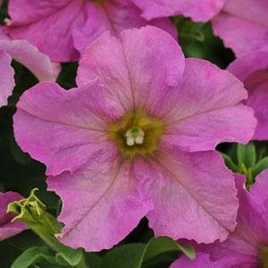 Петуния крупноцветковая (Petunia grandiflora)