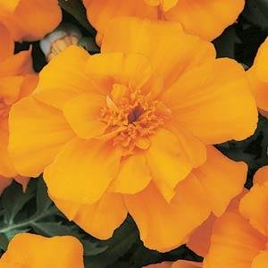 Бархатцы отклоненные (Tagetes patula) Бархатцы отклоненные (Tagetes patula)