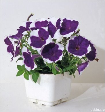Петуния мелкоцветковая (Petunia milliflora)