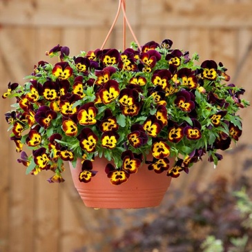 Виола виттрока ампельная (Viola wittrockiana)