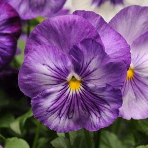 Виола виттрока (Viola wittrockiana)