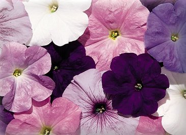 Петуния многоцветковая (Petunia multiflora)
