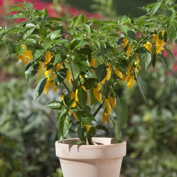 Перец летний (Capsicum annuum)