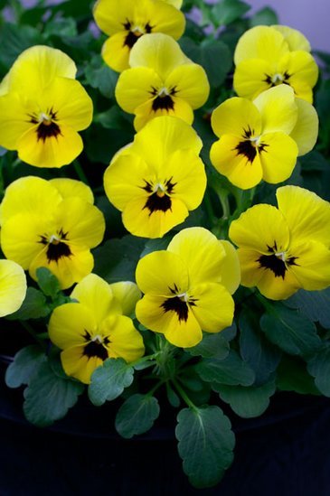 Виола рогатая (Viola cornuta)