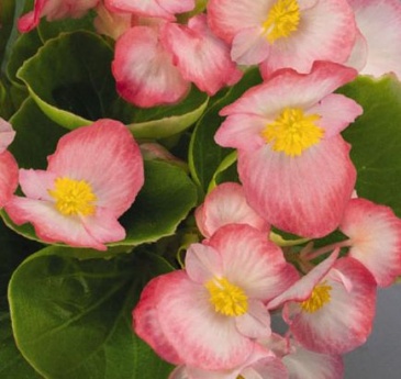Бегония вечноцветущая (зеленая листва) (Begonia semperflorens)