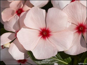 Катарантус розовый (Vinca rosea)