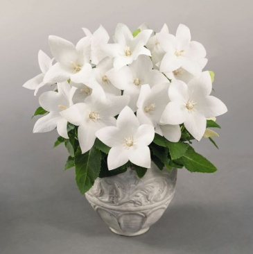 Платикодон крупноцветковый (Platycodon grandiflorus)