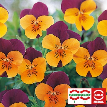 Виола рогатая (Viola cornuta)