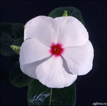 Катарантус розовый (Vinca rosea)
