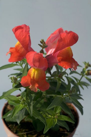 Львиный зев (Антирринум) большой (Antirrhinum majus)