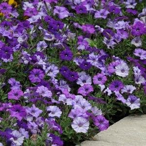 Петуния ампельная гибридная (Petunia х hybrida)