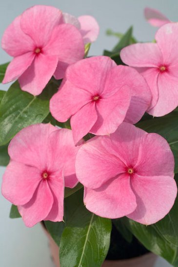 Катарантус розовый (Vinca rosea)