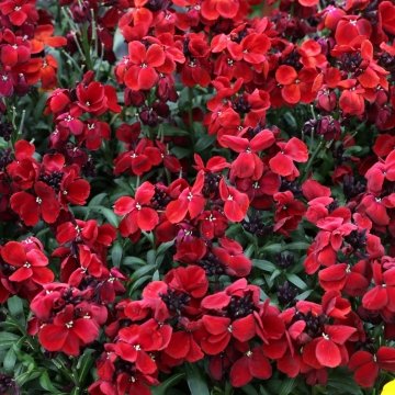 Лакфиоль Чери (Cheiranthus cheiri)