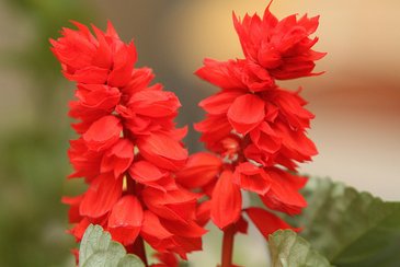 Сальвия блестящая (Salvia splendens)