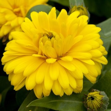 Календула лекарственная (Calendula officinalis)