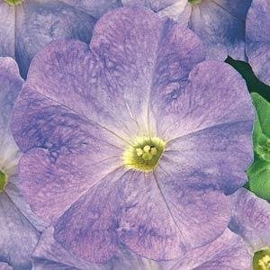 Петуния многоцветковая (Petunia multiflora)