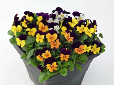 Виола рогатая (Viola cornuta)