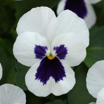Виола рогатая (Viola cornuta)