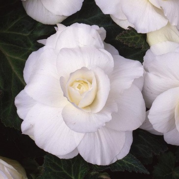 Бегония клубневая махровая (Begonia tuberhybrida)