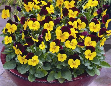 Виола рогатая (Viola cornuta)