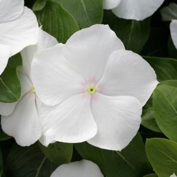 Катарантус розовый (Vinca rosea)