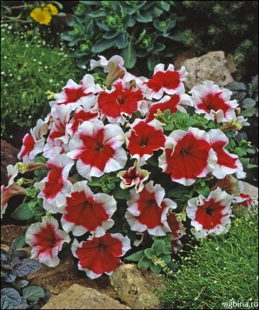 Петуния крупноцветковая (Petunia grandiflora)