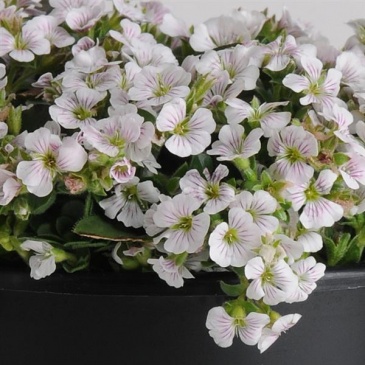 Гипсофила ясколковидная (Gypsophila cerastioides)