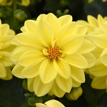 Георгина гибридная (Dahlia hybrida)
