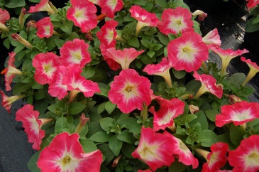 Петуния многоцветковая (генетически компактная) (Petunia multiflora)