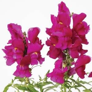 Львиный зев (Антирринум) большой (Antirrhinum majus)