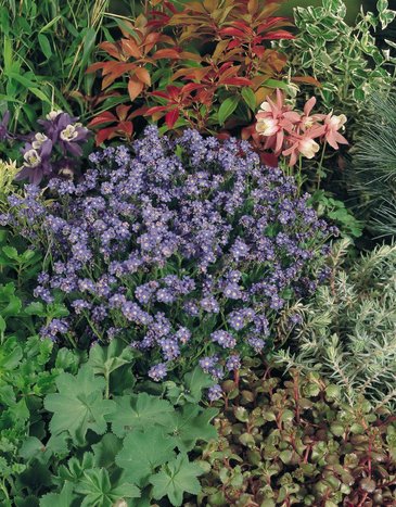 Незабудка лесная (Myosotis sylvatica)