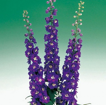 Дельфиниум высокий (Delphinium elatum)
