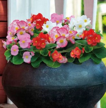 Бегония вечноцветущая (зеленая листва) (Begonia semperflorens)