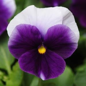Виола виттрока (Viola wittrockiana)