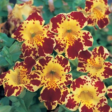 Губастик гибридный (Mimulus x hybrida)