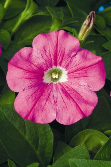 Петуния ампельная гибридная (Petunia x hybrida)