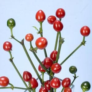 Перец летний (Capsicum annuum)